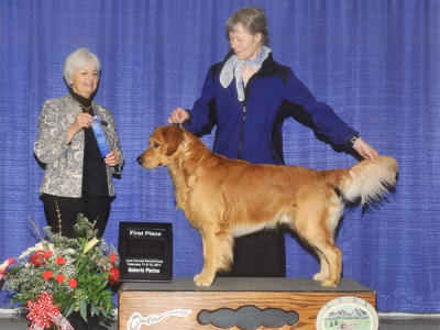 Teddy dog show