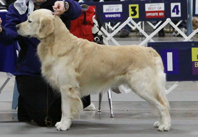 Thomas dog show 2011